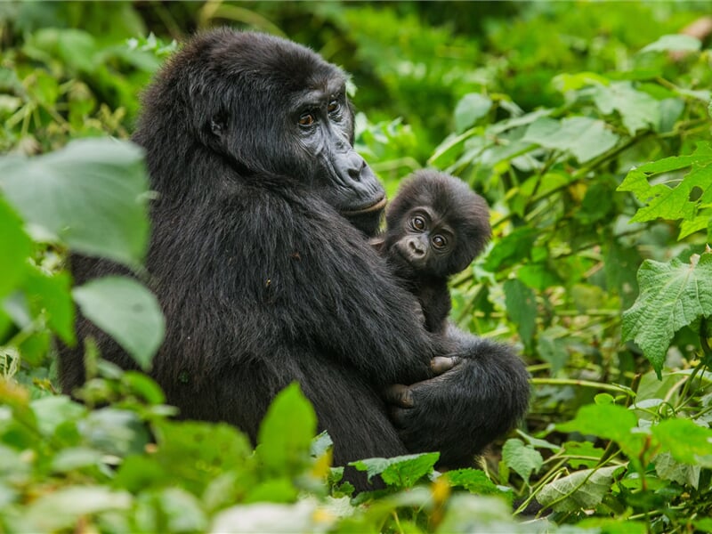 Uganda - Dobrodružná výprava nejen k horským gorilám