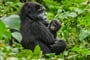 Gorilí samice s mládětem v Ugandě