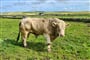 Kirkwall (11)