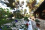San Antonio Mediteransko Selo - Zahrada kolem bazénu - Biograd na Moru - 101 CK Zemek - Chorvatsko