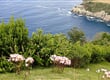 Sao Miguel 2