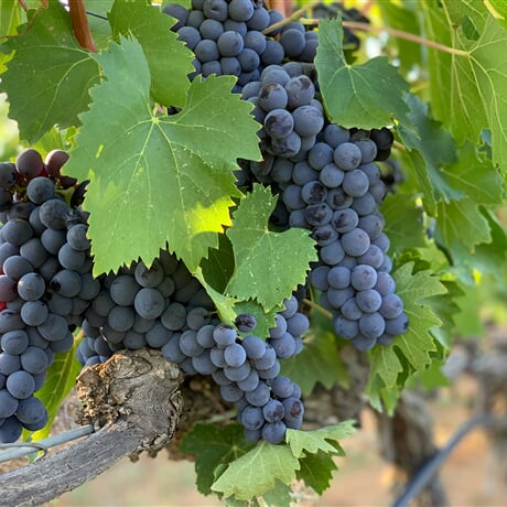 Umění toskánského života: Víno, mramor a historie