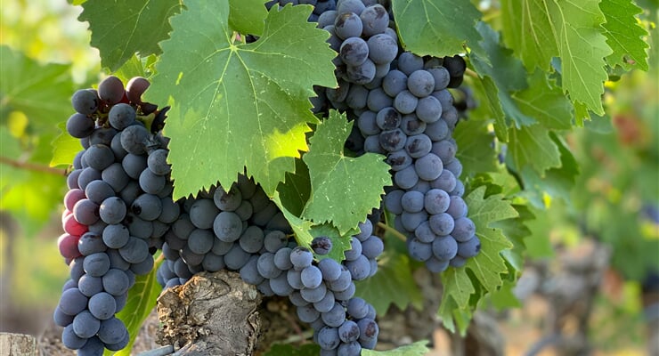 Grapes john cameron  yO3GXXZb2E unsplash