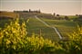 Tuscany Wineyard johny goerend pnigODapPek unsplash