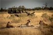 safari v NP Chobe