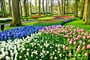 Holandsko - park Keukenhof