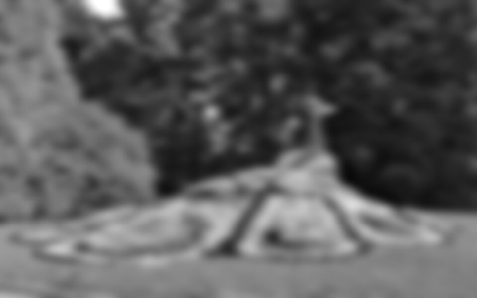 Bodamské jezero s rozkvetlým rájem květin