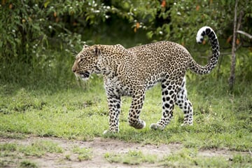 Safari v Keni - Kouzlo Keni individuálně