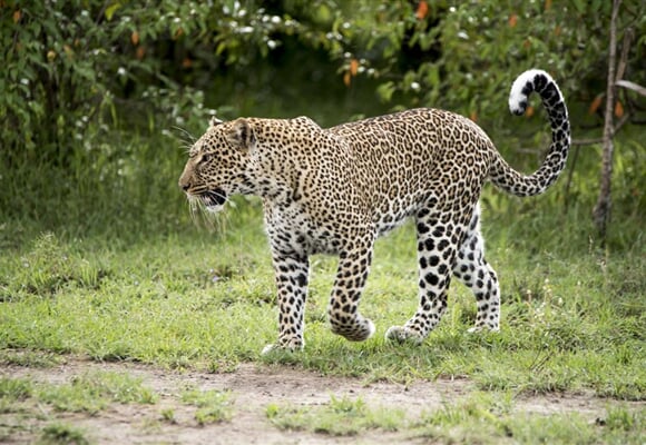 Safari v Keni - Kouzlo Keni individuálně