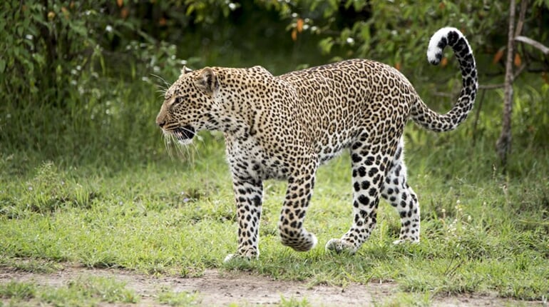 Foto - Safari v Keni - Kouzlo Keni individuálně