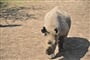 Foto - Safari v Keni - Kouzlo Keni individuálně
