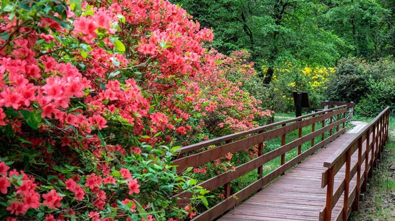 Maďarsko - arboretum Jeli