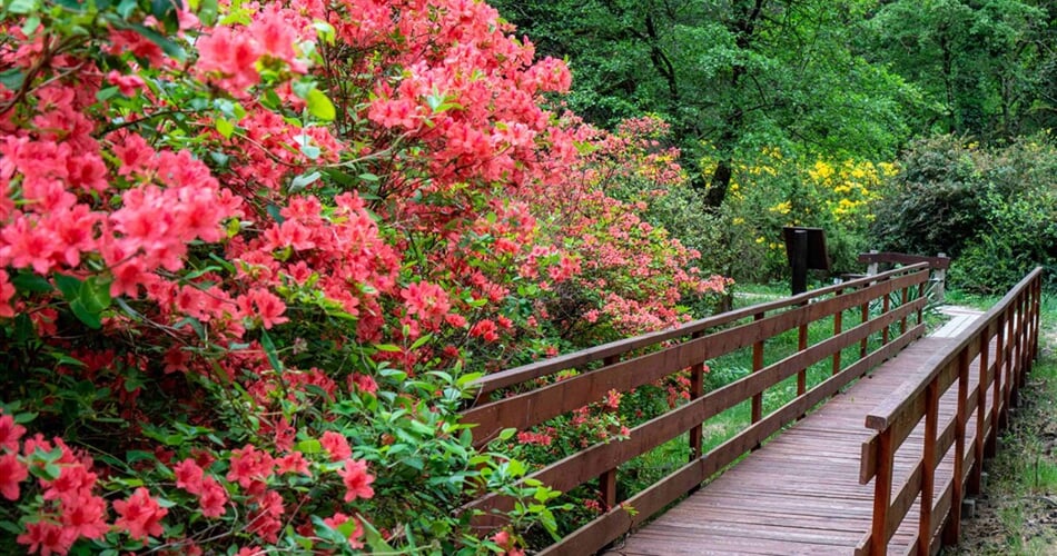 Maďarsko - arboretum Jeli