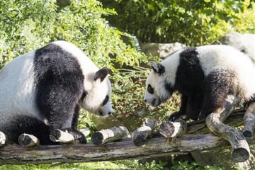 ZOO Beauval, Les Pagodes de Beauval 3* (ZÁJ)