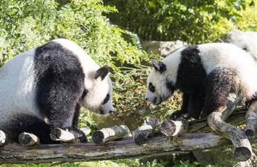 ZOO Beauval, Les Pagodes de Beauval 3* (ZÁJ)