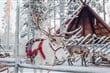 Vánoční sob v Rovaniemi