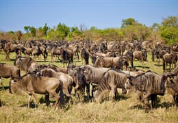 Tanzanie - jarní prázdniny na safari - s českým průvodcem