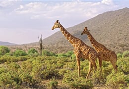 Keňa - jarní prázdniny na safari s českým průvodcem