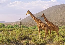 Keňa - safari s českým průvodcem