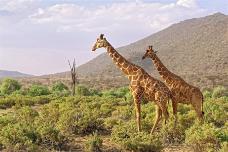 Keňa - safari s českým průvodcem