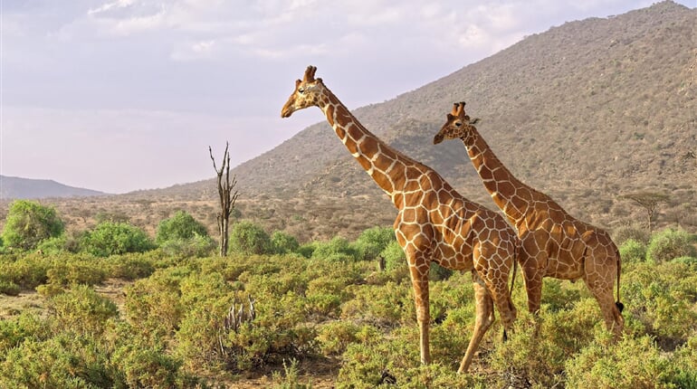 Foto - Keňa - jarní prázdniny na safari s českým průvodcem