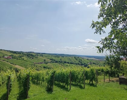 Lendava vinice 3 025