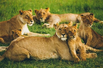 It has been a dream of mine for a long time to see a lion in real african wildlife. So this picture is a very special memory for me. Thanks for posing perfectly, little lion family! 