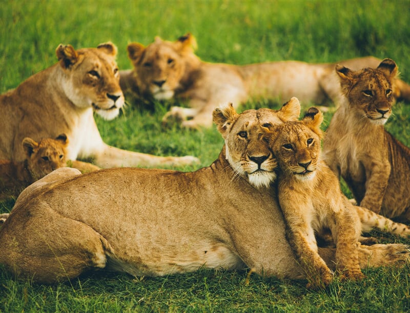 It has been a dream of mine for a long time to see a lion in real african wildlife. So this picture is a very special memory for me. Thanks for posing perfectly, little lion family! 