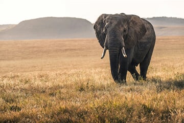 An elephant in the Lewa conservancy in Kenya is lit by the soft light of dawn.