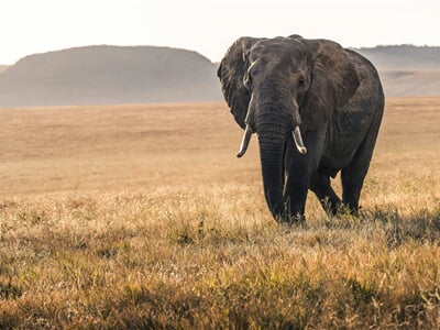 An elephant in the Lewa conservancy in Kenya is lit by the soft light of dawn.