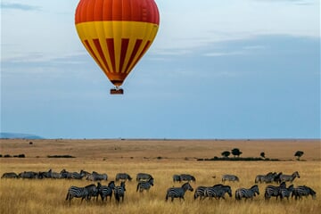 A lone hot air balloon over a herd of zebras.