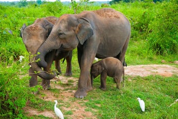 Srí Lanka – Za Krásami Exotického Ostrova