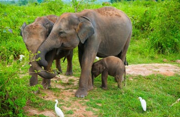 Srí Lanka – Za Krásami Exotického Ostrova