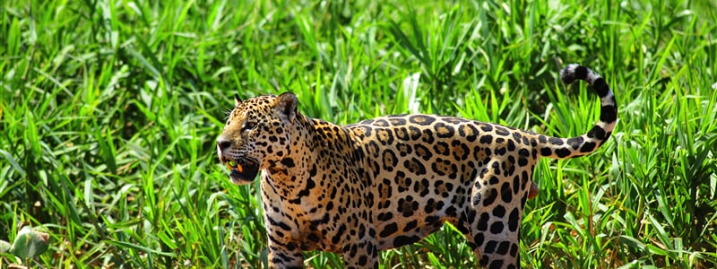 Jaguár v Pantanalu