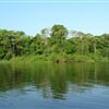 Tortuguero - ekosystém vodních kanalů u pobřeží Karibiku