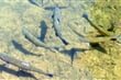trout, fish, fishing
