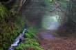 path, fog, trees
