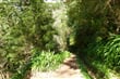 madeira, portugal, levada