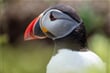 Puffin