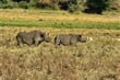 Nosorožci na dně kráteru Ngorongoro. Tím jsme si splnili VELKOU PĚTKU při přípravě tohoto zájezdu.