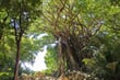 Japonsko - Okinawa Banyan