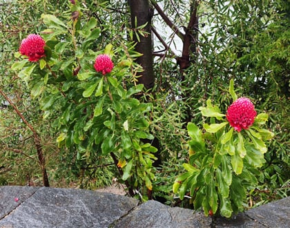 Locarno   Brissago 07