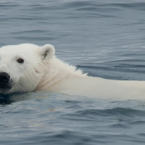 Swimming Polar Bear Erwin Vermeulen