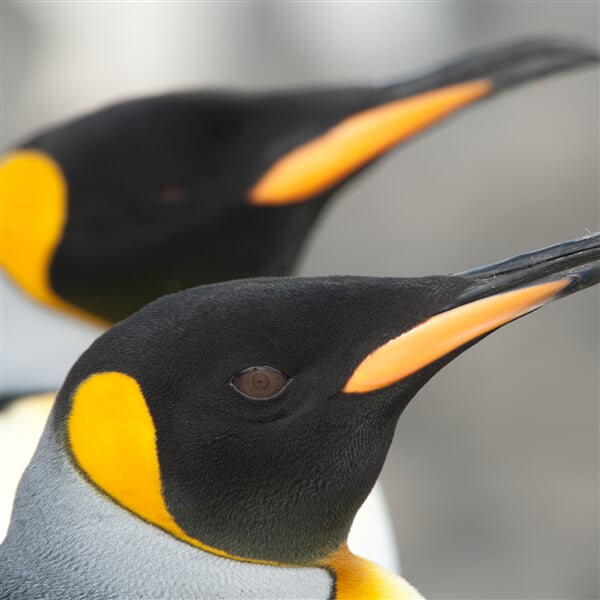 South Georgia, King Penguins Erwin Vermeulen