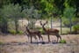 Zvířata z hotelové zoo, Santa Margherita di Pula, Sardinie