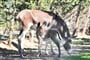 Zvířata z hotelové zoo, Santa Margherita di Pula, Sardinie