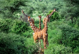 Keňa - Neobjevené safari v NP Samburu, Meru a Aberdares