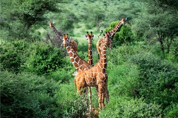 Keňa - Neobjevené safari v NP Samburu, Meru a Aberdares