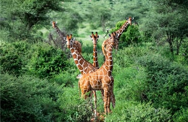 Keňa - Neobjevené safari v NP Samburu, Meru a Aberdares