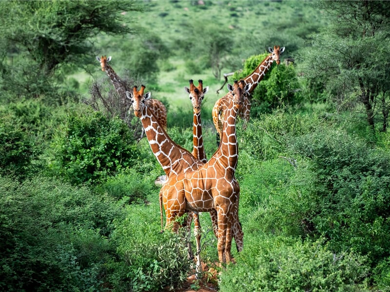 Keňa - Neobjevené safari v NP Samburu, Meru a Aberdares